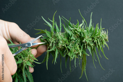 Cuadro en lienzo trimming cannabis buds, trim marijuana leaves after harvest.