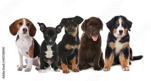 Group of adorable puppies on white background. Banner design