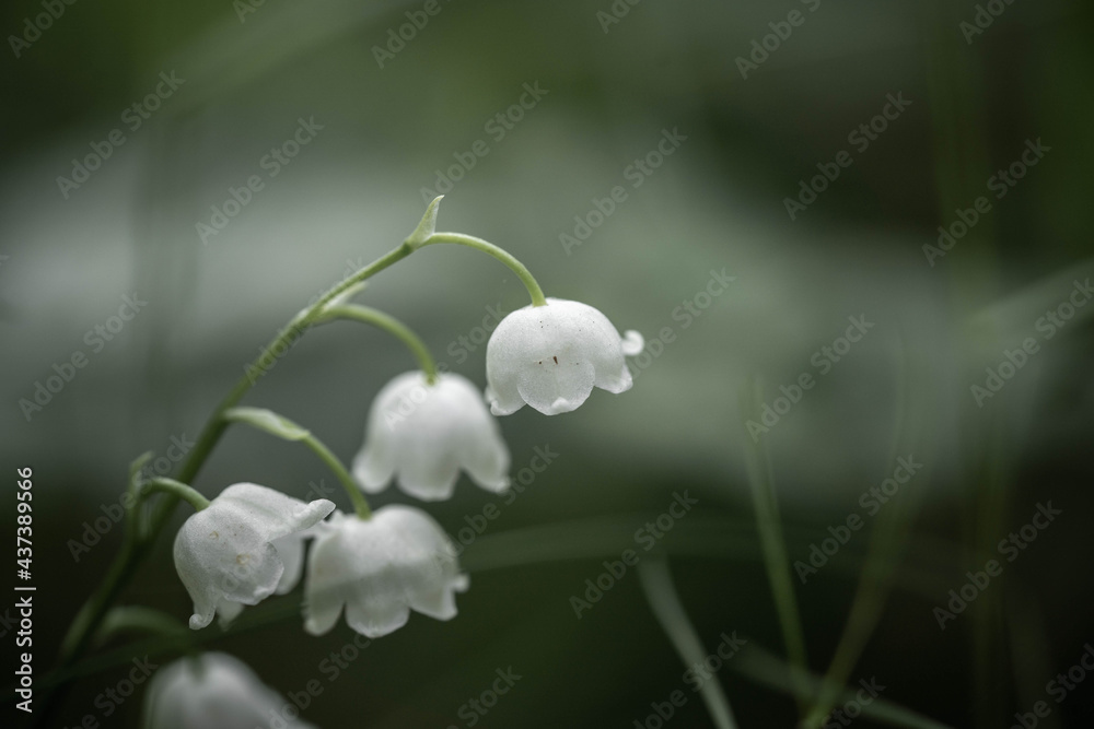 bells of tender lilies of the valley, selective focus