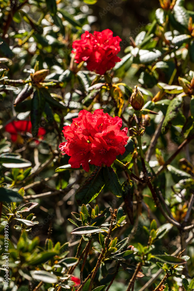 Vertical photo of red rhododendron blooming in bright sunny spring day. Blood red rhododendron flowers and dark leaves at background Vertical photo of red rhododendron blooming in bright sunny spring day. Blood red rhododendron flowers and dark leaves at background
