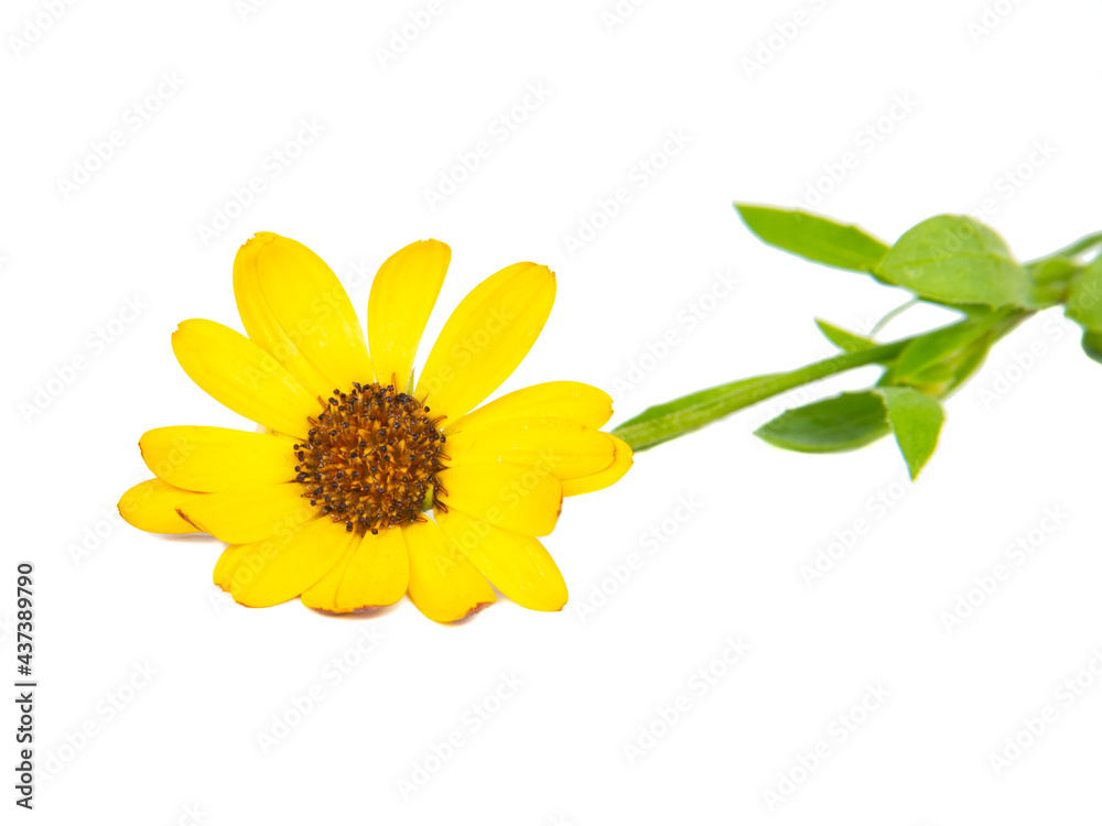 Bright beautiful yellow osteospermum african daisy isolated on the white background
