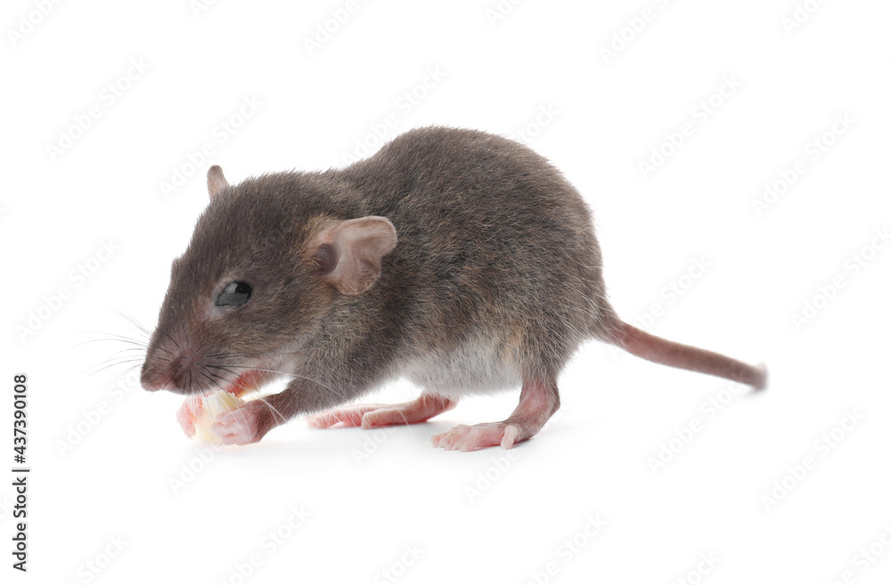 Small brown rat with piece of cheese on white background Small brown rat with piece of cheese on white background