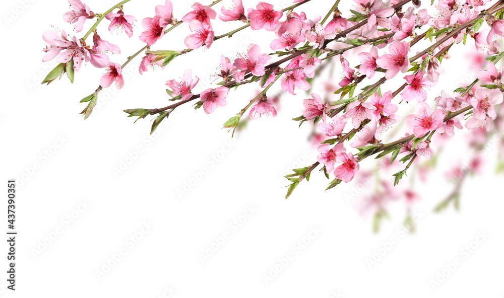 Beautiful sakura tree branches with delicate pink flowers on white background