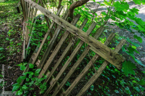 old collapsed wooden fence fence and green thickets of trees