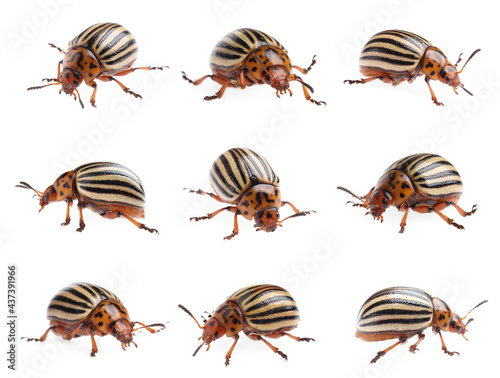 Colorado potato beetles on white background, collage