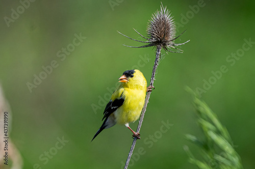 Εκτύπωση καμβά male american goldfinch perched on vertical flower stem