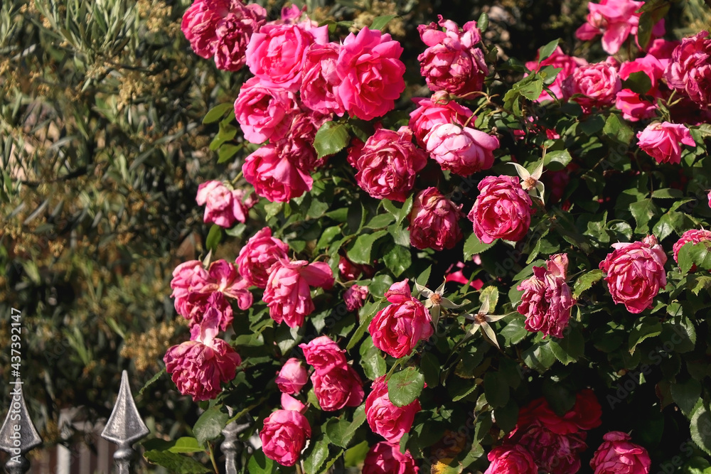 Bright pink roses in a garden. Selective focus. Bright pink roses in a garden. Selective focus.
