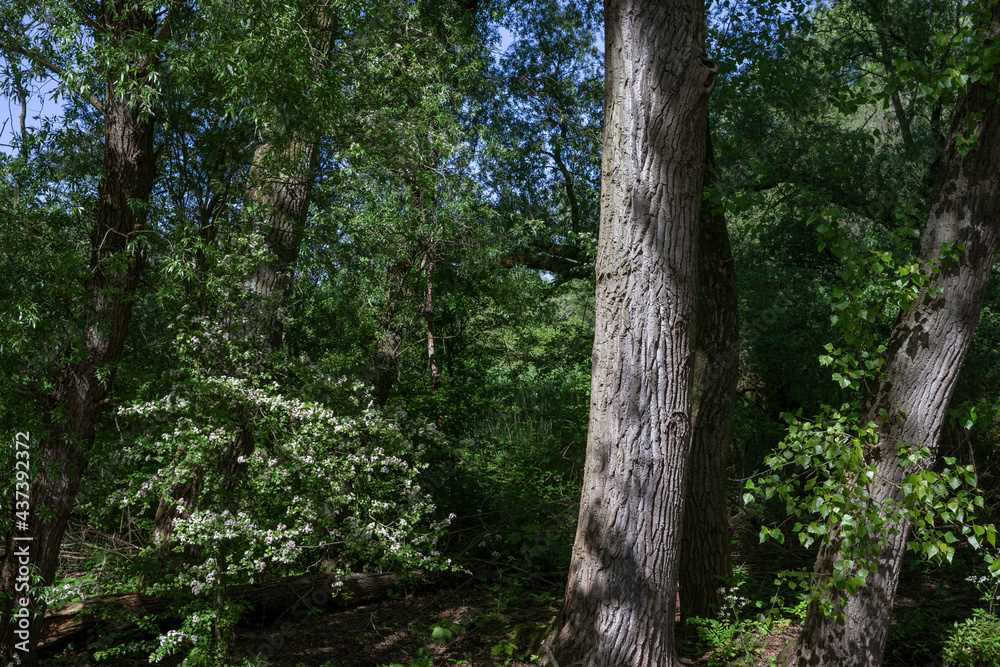 Treestem of an oaktree and sunlight at Flevopark Amsterdam Netherlands. Treestem of an oaktree and sunlight at Flevopark Amsterdam Netherlands.