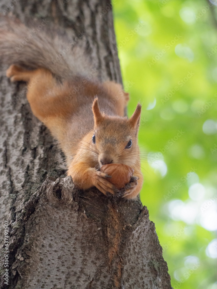 squirrel on a tree squirrel on a tree