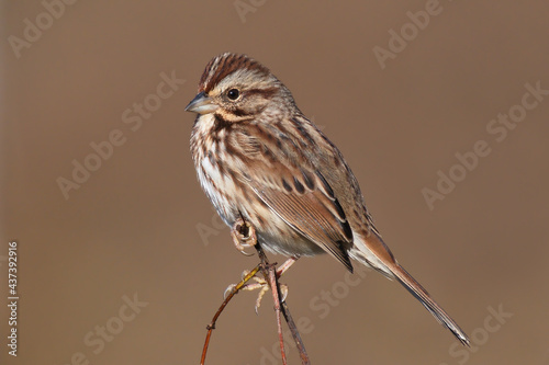 song sparrow perched on a branch with a clean blurred background
