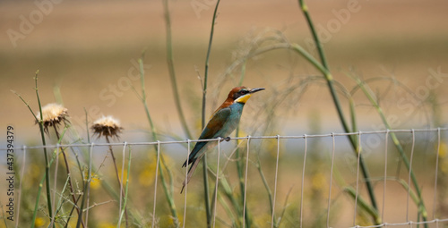 European bee-eater hovering on wire mesh 