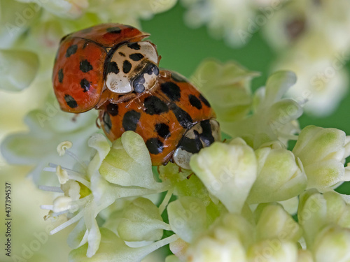 Ladybugs mating , Paarung der Marienkäfer (Subcoccinella vigintiquatuorpunctata)