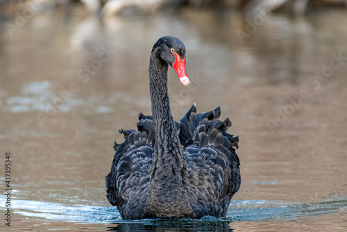 Black Swan Portrait