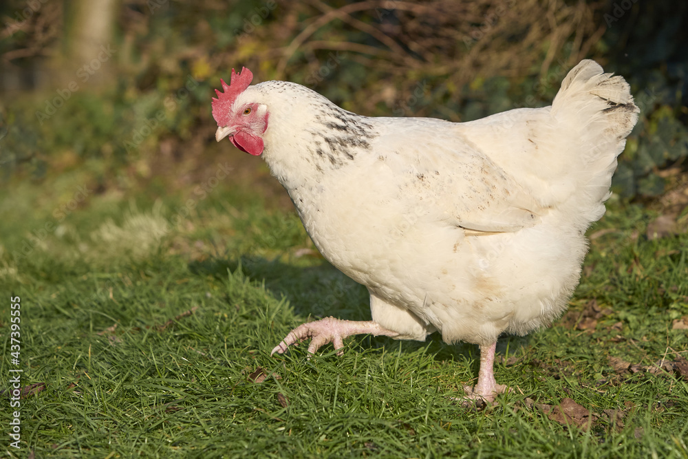 Close up of a white free range Sussex chicken Close up of a white free range Sussex chicken