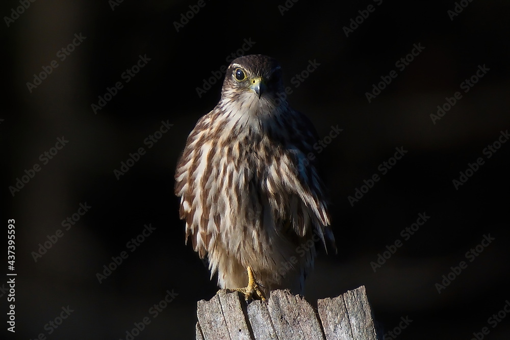 Sharp Shinned Hawk Perched Sharp Shinned Hawk Perched