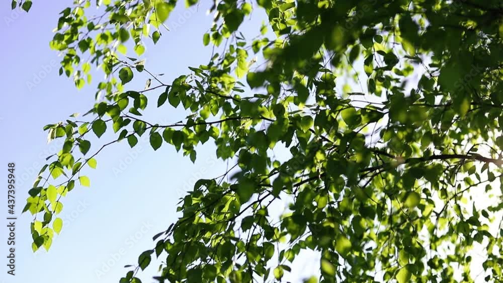 Nature background. The rays of the sun shine through the birch tree green leaves. Fresh foliage against blue sky and sunlight. Nature background. The rays of the sun shine through the birch tree green leaves. Fresh foliage against blue sky and sunlight.