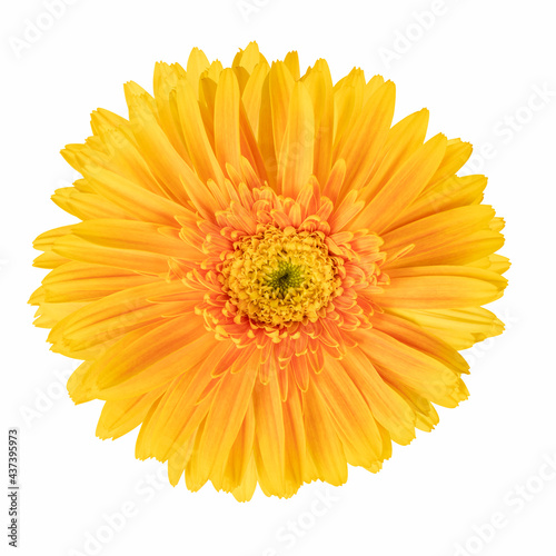 beautiful gerbera flower isolated