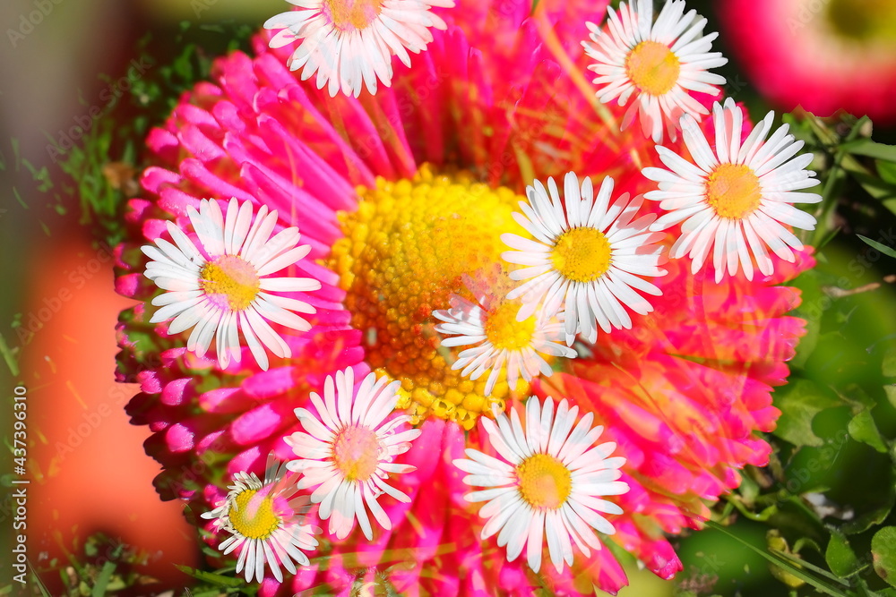 Gänseblümchen, Bellis, Bild, 