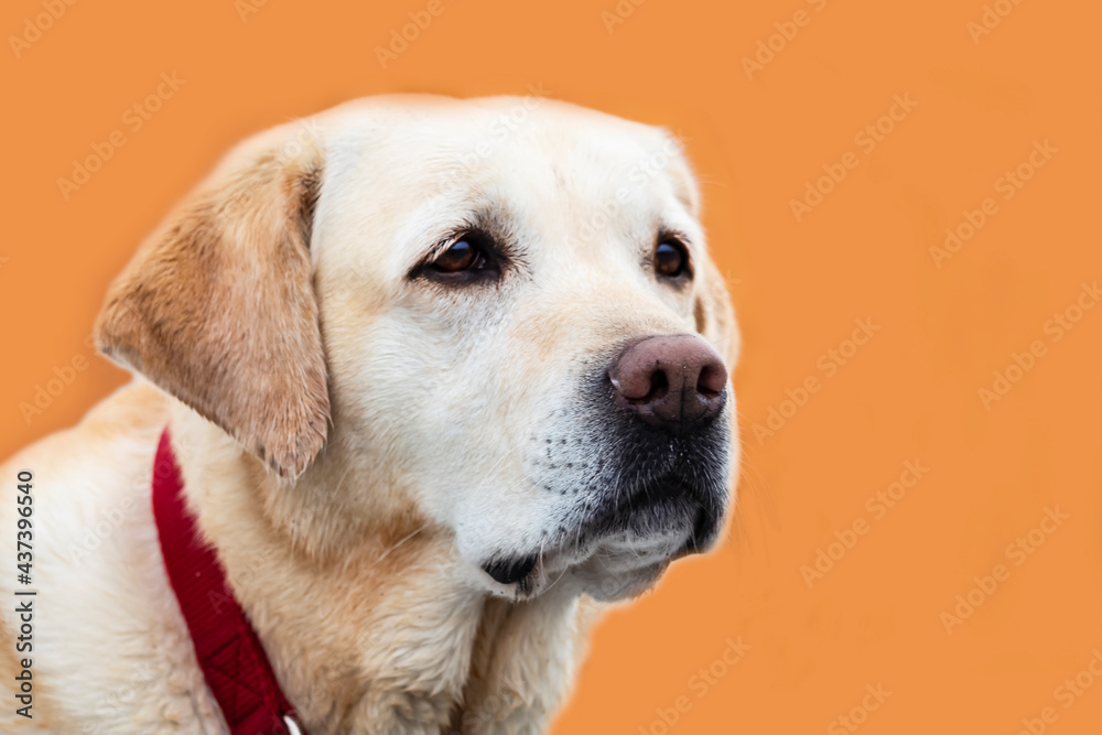 labrador retriever dog in a red collar
