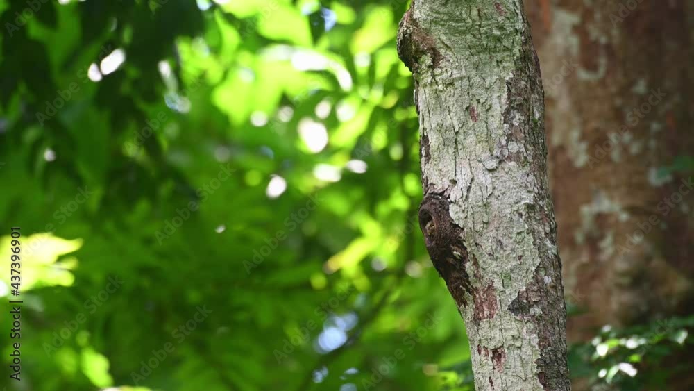 Collared Owlet, Taenioptynx brodiei, Kaeng Krachan National Park, Thailand; a burrow on a tree as seen sideview, then a fledgling sticks its head out look forward and towards the camera. Collared Owlet, Taenioptynx brodiei, Kaeng Krachan National Park, Thailand; a burrow on a tree as seen sideview, then a fledgling sticks its head out look forward and towards the camera.