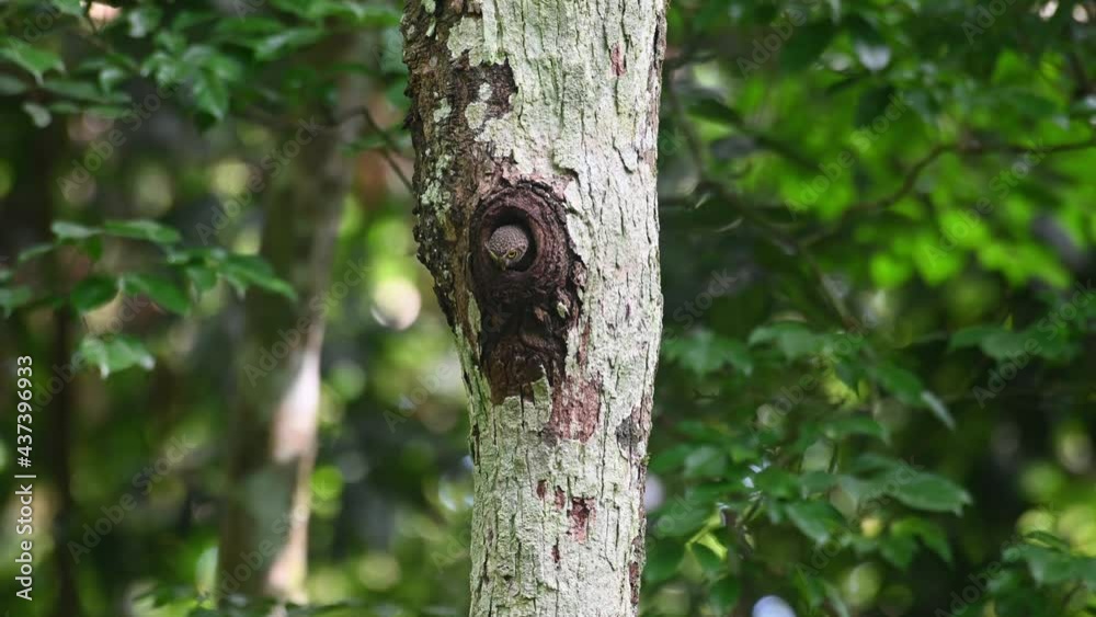 Collared Owlet, Taenioptynx brodiei, Kaeng Krachan National Park, Thailand; an individual sticking its head out of its burrow looking down below then towards the left as it heard a call in the forest. Collared Owlet, Taenioptynx brodiei, Kaeng Krachan National Park, Thailand; an individual sticking its head out of its burrow looking down below then towards the left as it heard a call in the forest.