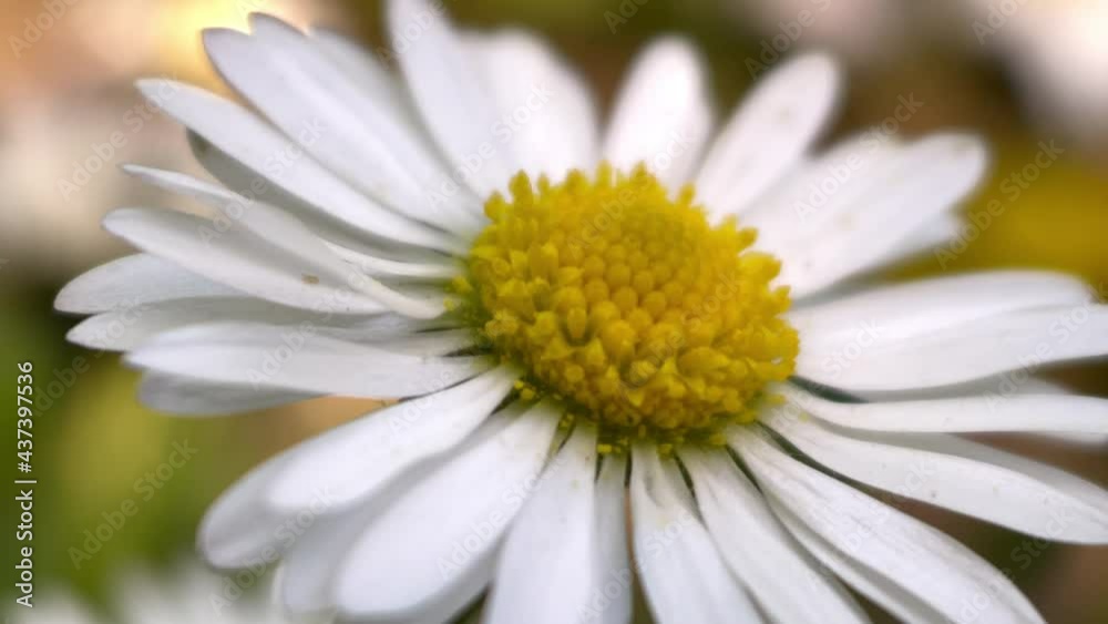Blume 5 Blume 5