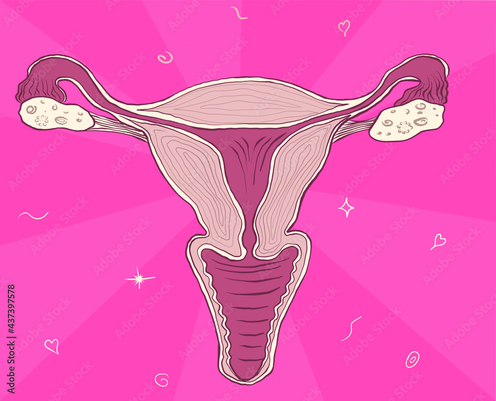 Female appendages of the uterus, ovaries, fallopian tube, endometrium ...