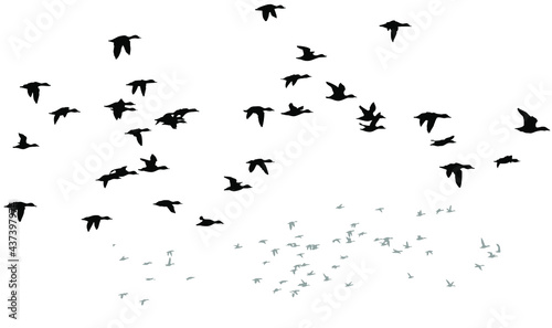 Flying birds. Vector images. White backgorund. © serkanmutan
