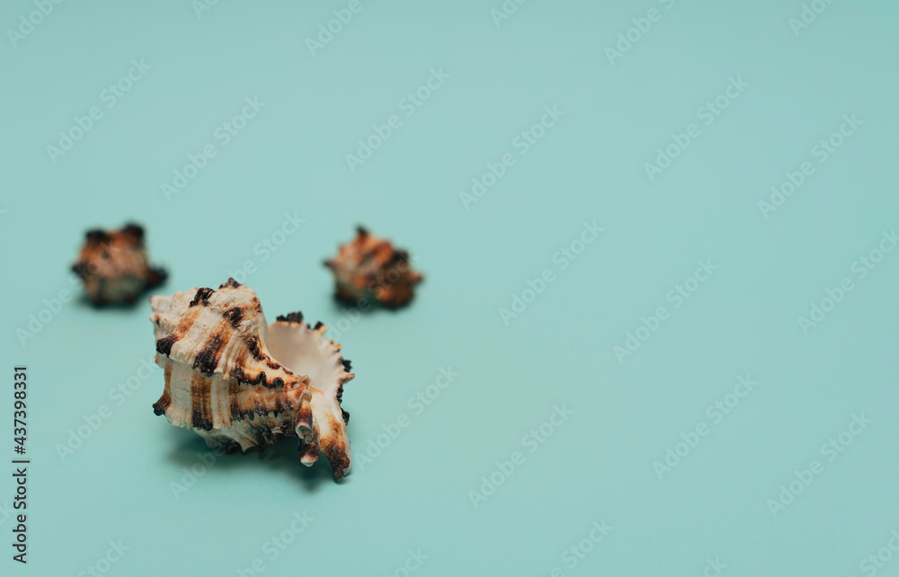 Sea shell on blue background. Summer time, minimalism concept. Greeting card with copy space Sea shell on blue background. Summer time, minimalism concept. Greeting card with copy space