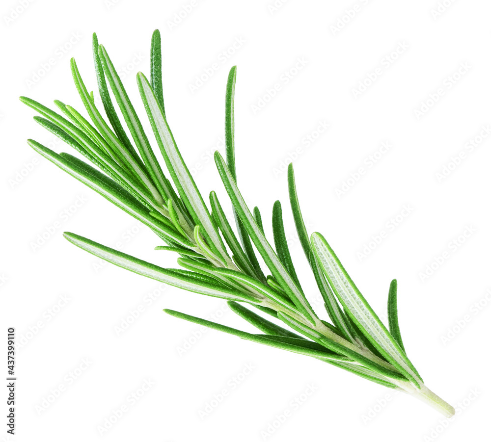 Rosemary twig isolated on white background Rosemary twig isolated on white background