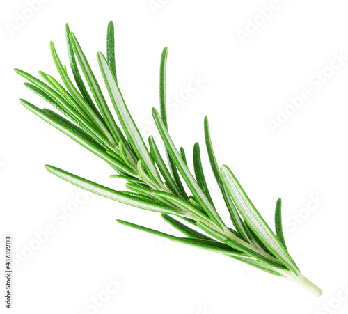 Rosemary twig isolated on white background