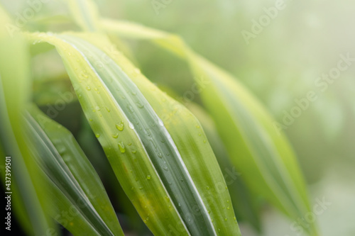 green background of tropical leaves with water drops and sun glare