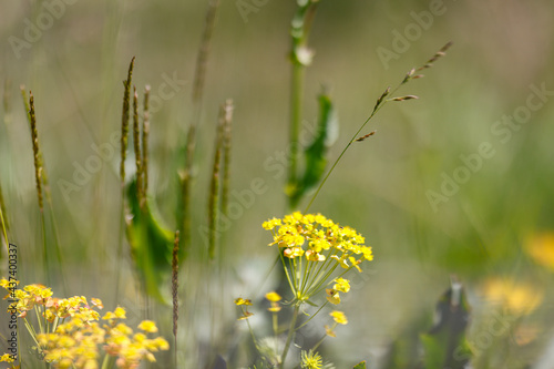 trees and flowers in nature reserve Gonsenheimer Sand Germany