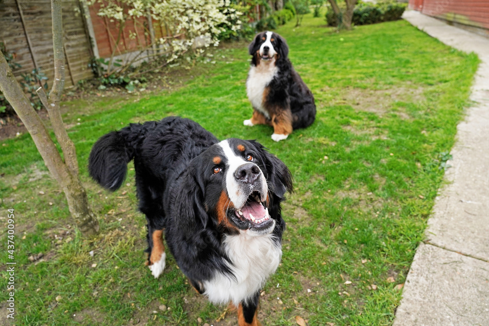 Two Bernese Mountain Dogs in the back yard 