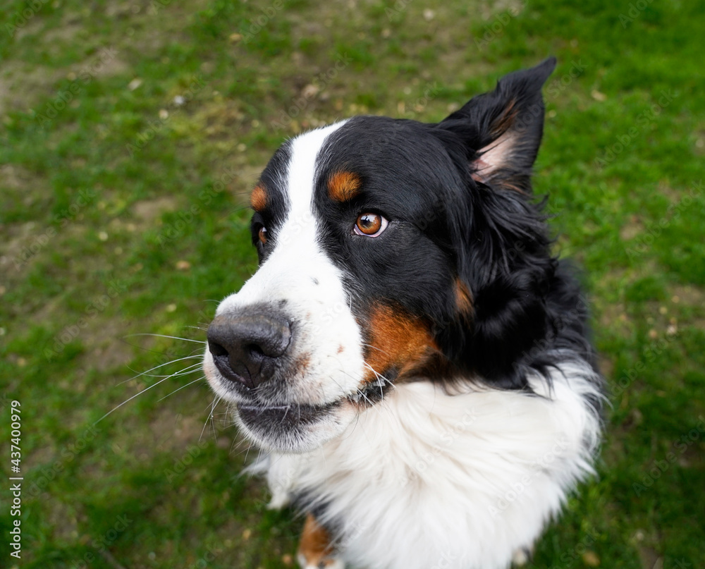 Funny portrait of Bernese Mountain Dog