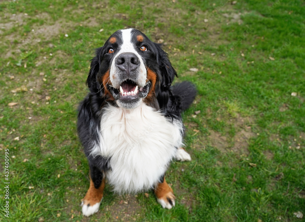 Happy smiling Bernese Mountain Dog siting outdoors 