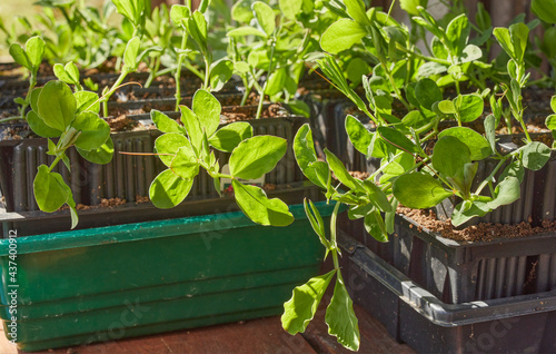 Sweet pea seedlings growing in unheated greenhouse photo