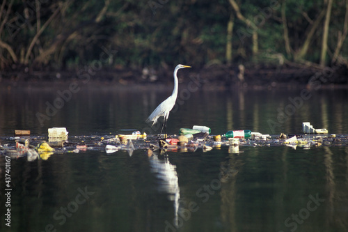 Garça pousada sobre ilha de lixo em Cubatão, São Paulo, Brasil