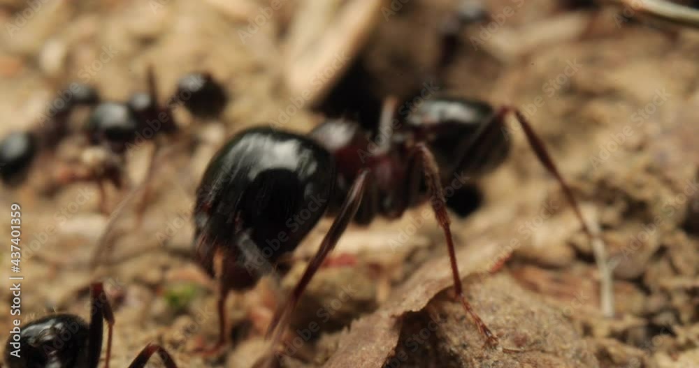 Big ants searching for food on dry soil near nest of ants colony, macro shot