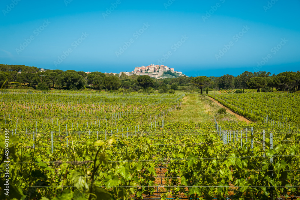 Citadel of Calvi and vineyard in Corsica