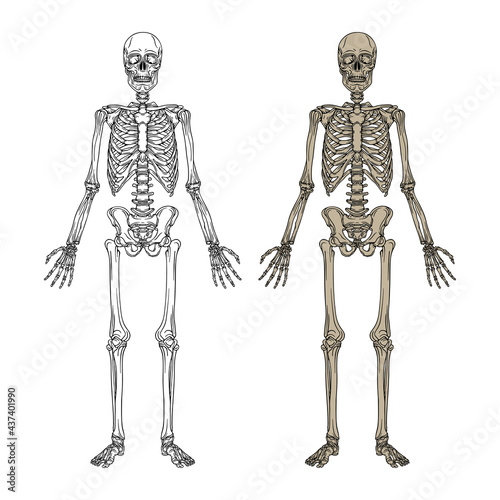 Human skeleton hand drawn vector illustrations set. Part of human skeleton graphic.