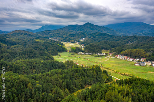 green tea plantation