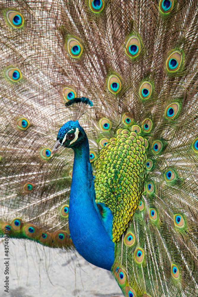 Obraz premium Pavo real macho.