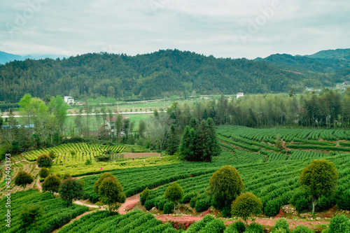 Fototapeta Naklejka Na Ścianę i Meble -  green tea plantation