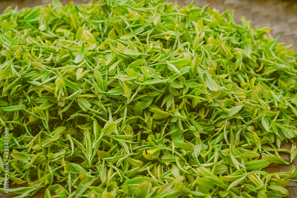 Tea making process