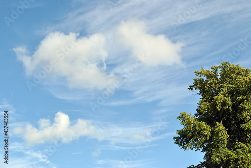 Textured Pattern of White Clouds in Blue Sky with foreground Tree © eyepals