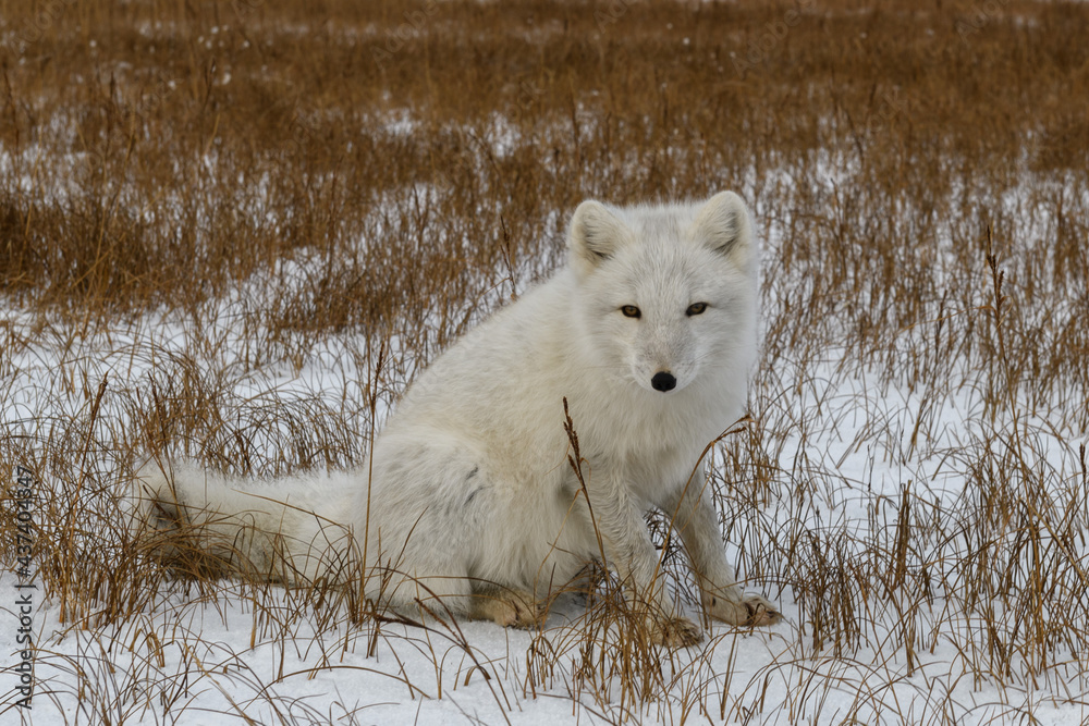 Obraz premium Arctic fox (Vulpes Lagopus) in winter time in Siberian tundra