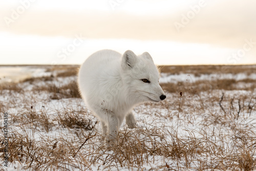 Arctic fox (Vulpes Lagopus) in winter time in Siberian tundra © Alexey Seafarer