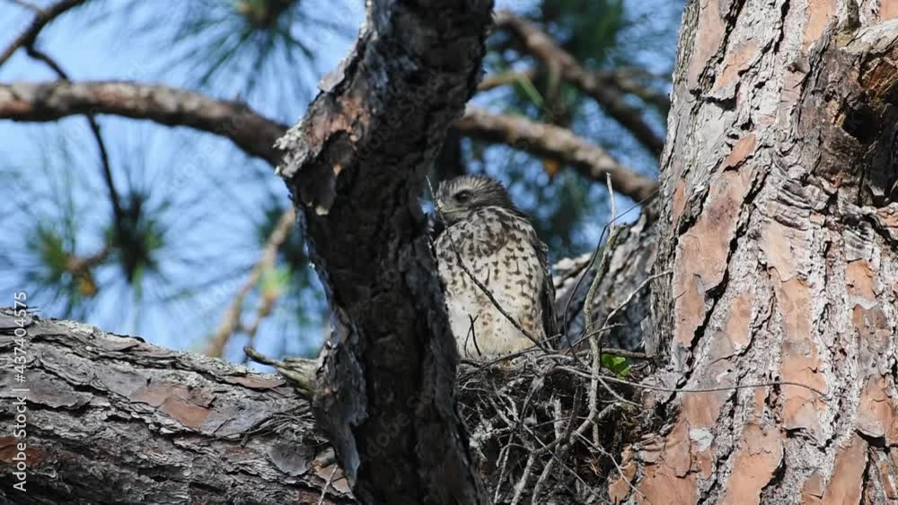 Young red-shouldered hawk sitting on the next debating on a flight Young red-shouldered hawk sitting on the next debating on a flight
