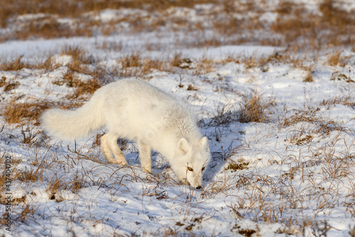 Arctic fox (Vulpes Lagopus) in winter time in Siberian tundra